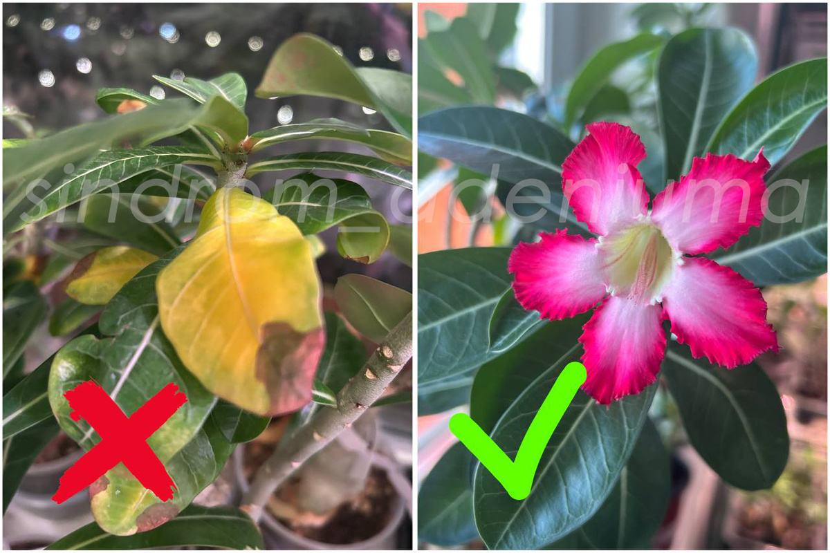 Желтые листья 🍂 & Здоровое растение 🌸