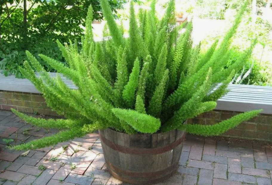 Аспарагус Мейера 