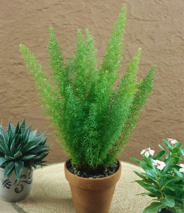 Аспарагус Мейера 