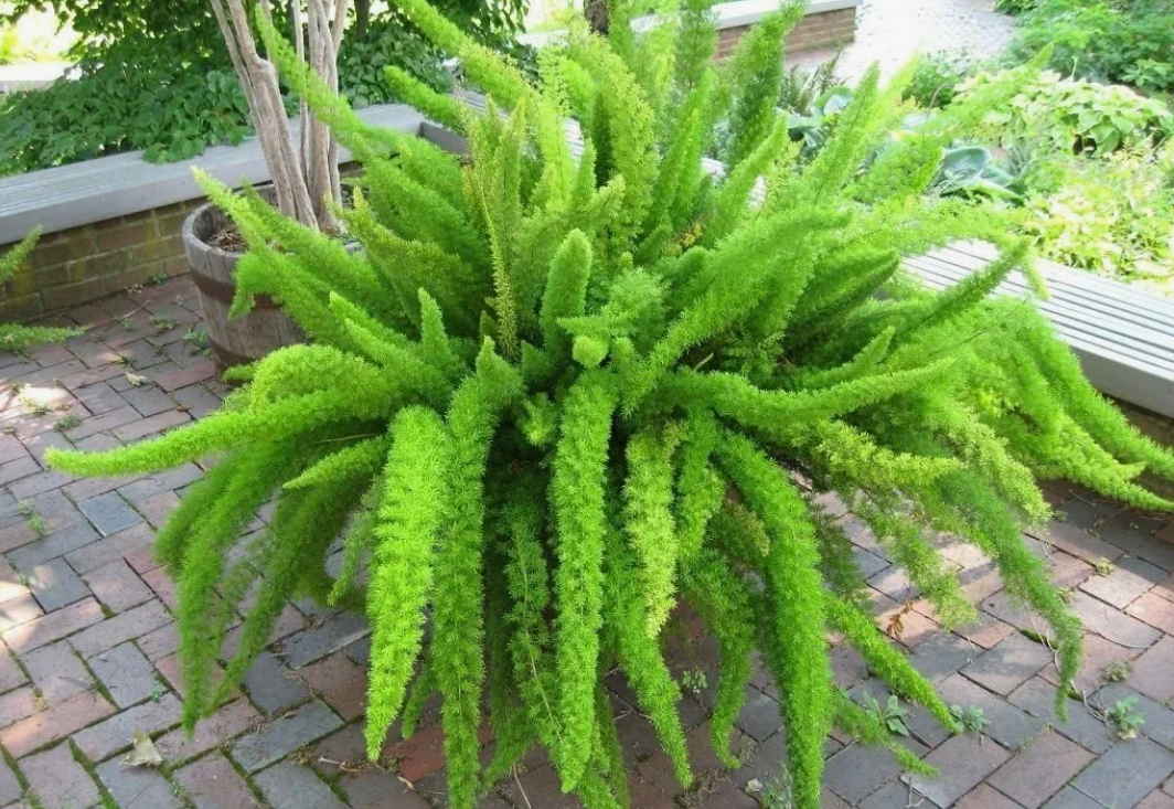 Аспарагус Мейера 