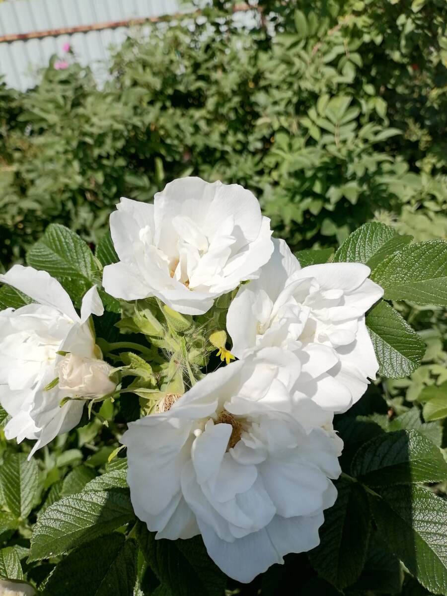 Канадская роза Луиза Багнет цветет второй раз за сезон!