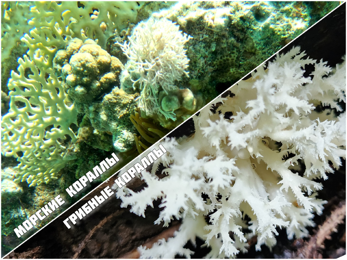 Сравнение морских и грибных коралл
