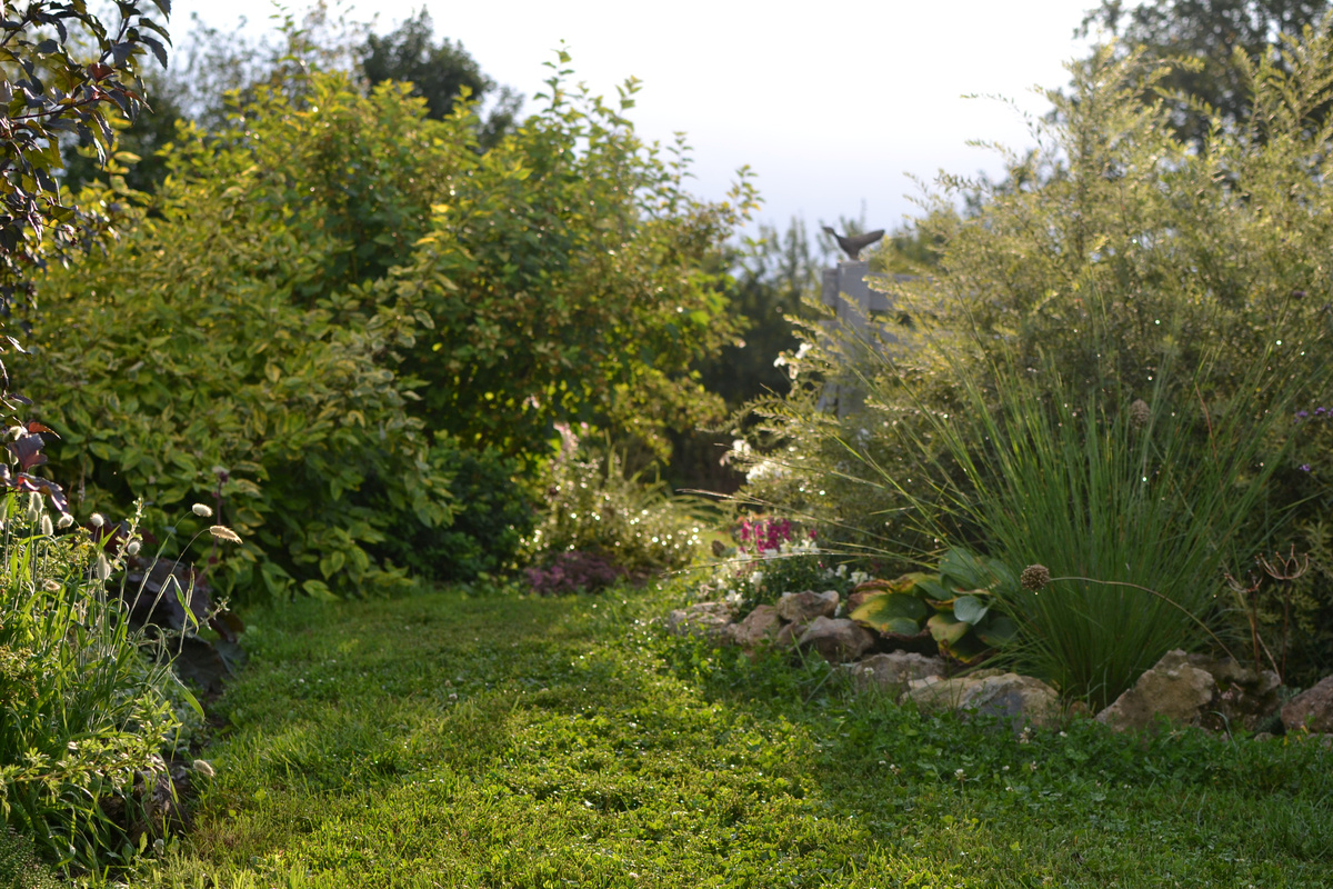 Андропогон или бородач Жерарди справа, второй год из семян. Галерея, листайте