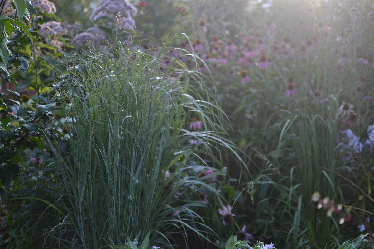 Просо из семян, второгодка