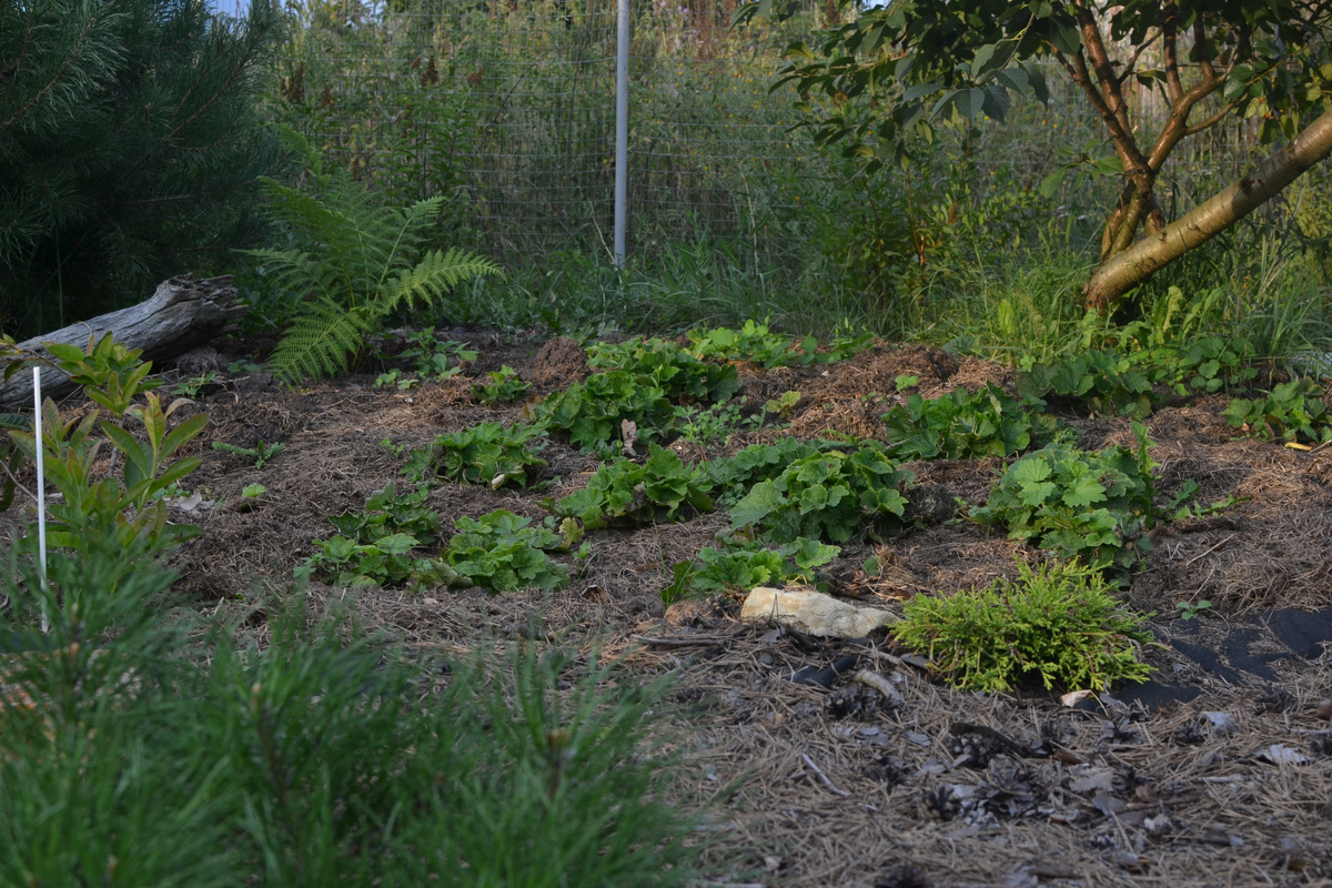 Теллима, первый год из семян