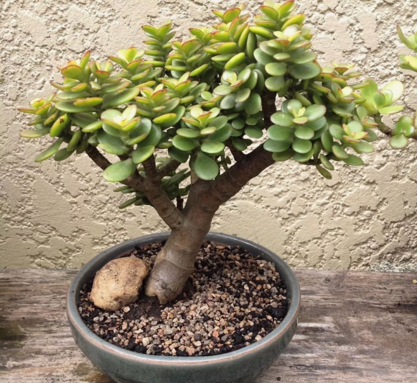 денежное дерево Crassula ovata