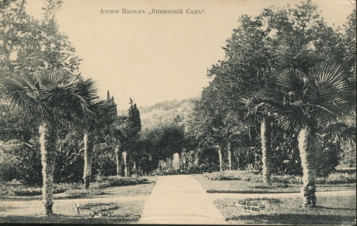 Пальмовая аллея Никитского сада
