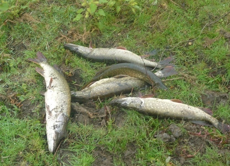 Рыболовные вести из Астрахани