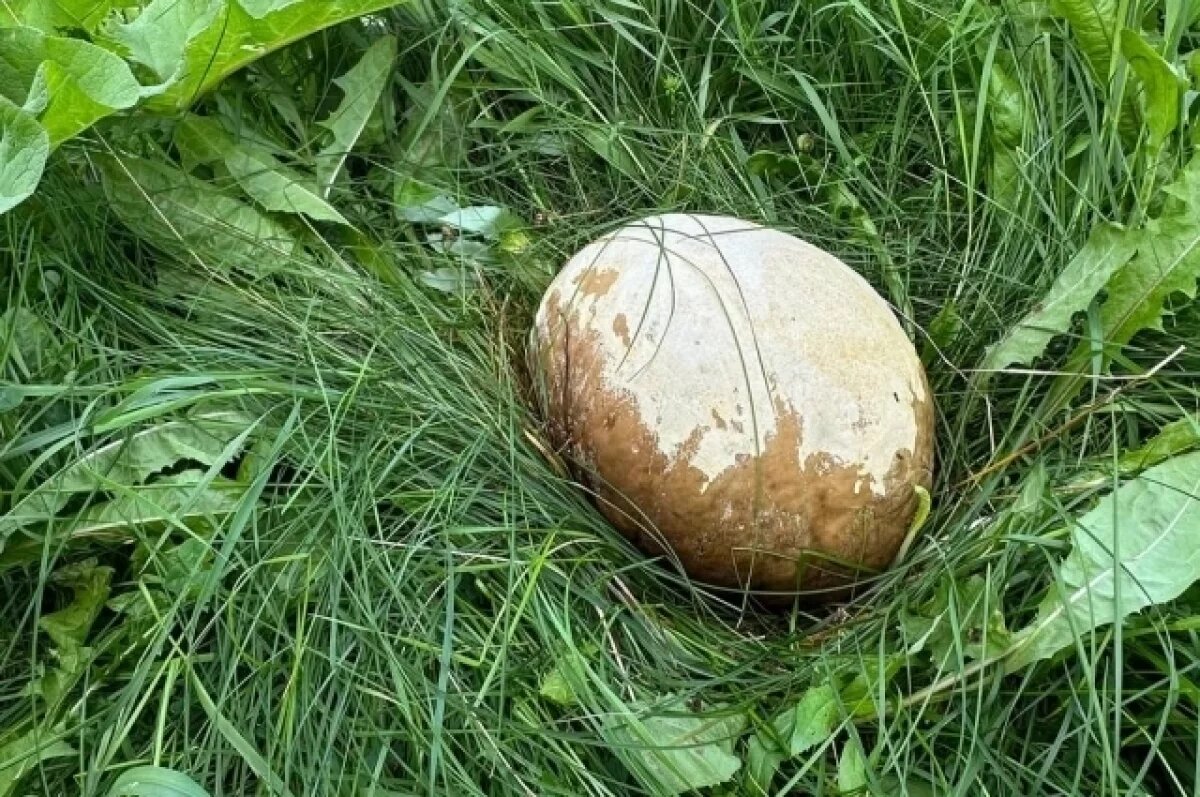    Ученые во время экспедиции на Камчатке нашли гигантский головач