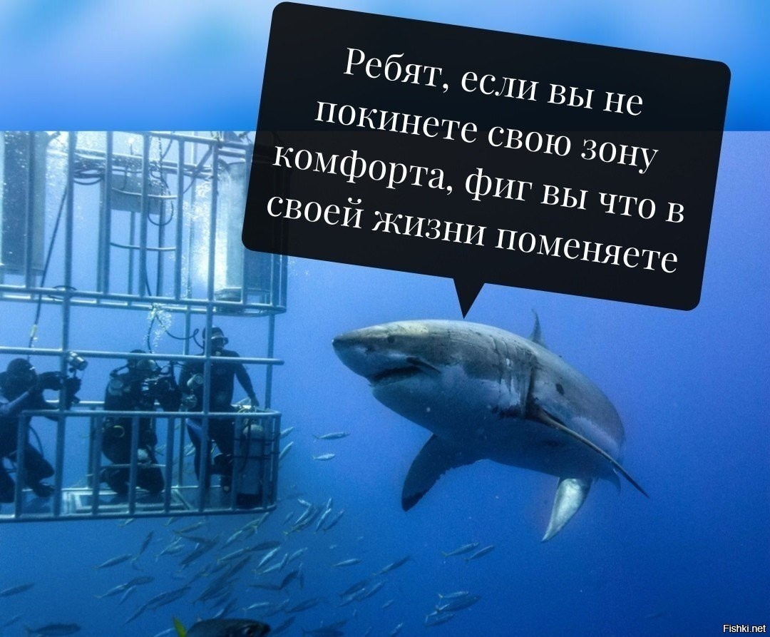 Именно-именно, акула плохого не посоветует