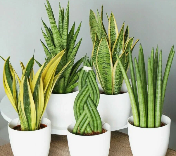 Сансевиерия