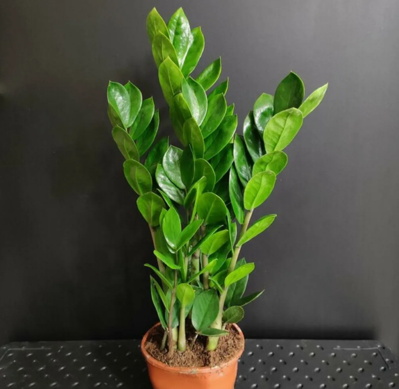 Замиокулькас 