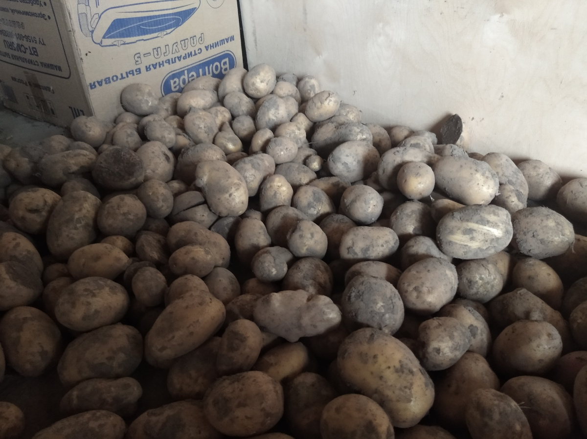 Картофель сушится не в поле, а в предбаннике