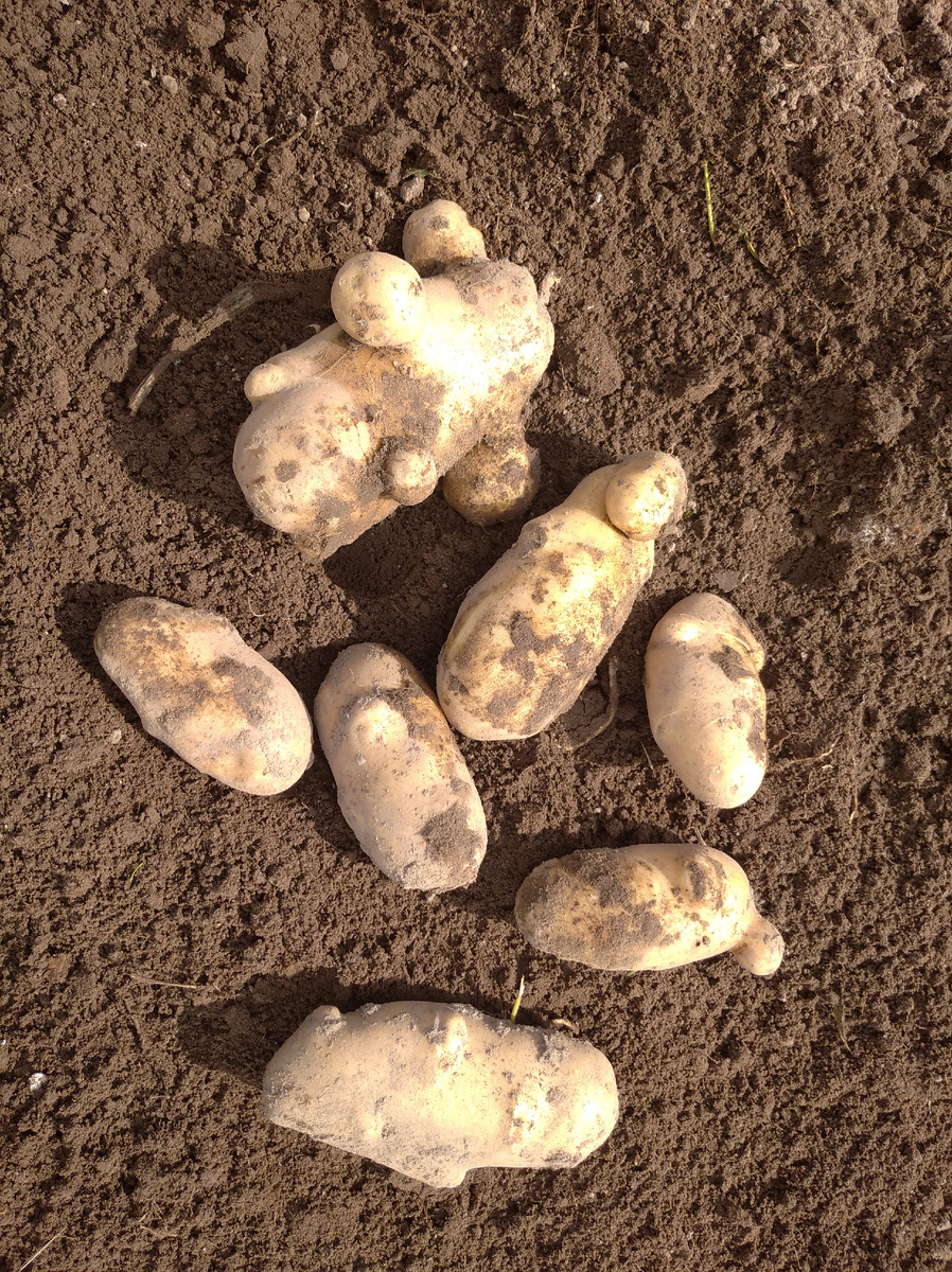 Сорт картофеля Надежда