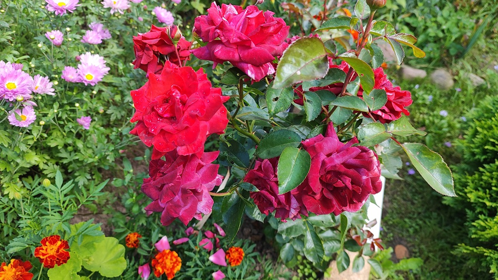 Розочки не устают цвести, очень радуют. Фото автора