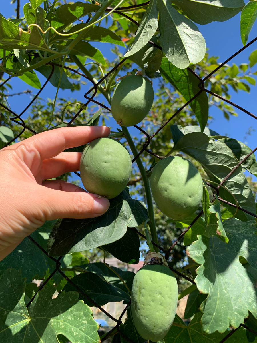 Конец августа, плоды маракуйи у меня в огороде зелёные, упругие, очень лёгкие, размером с куриное яйцо. Зрелым плод считается, если он сам отделился от плодоножки и упал на землю. У меня пока ещё таких не было. Жду…