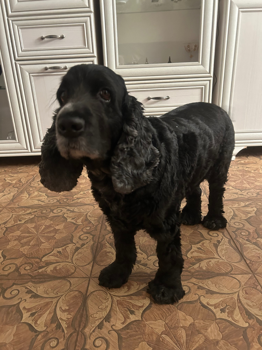 Это наша Лиззи. Фото из личного архива 