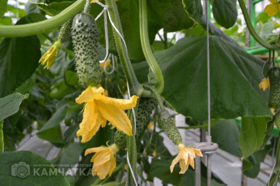 Фото: Огурцы тепличного комплекса «Камчатский» / ИА «Камчатка»