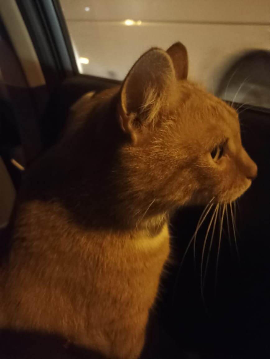 Василий в пути