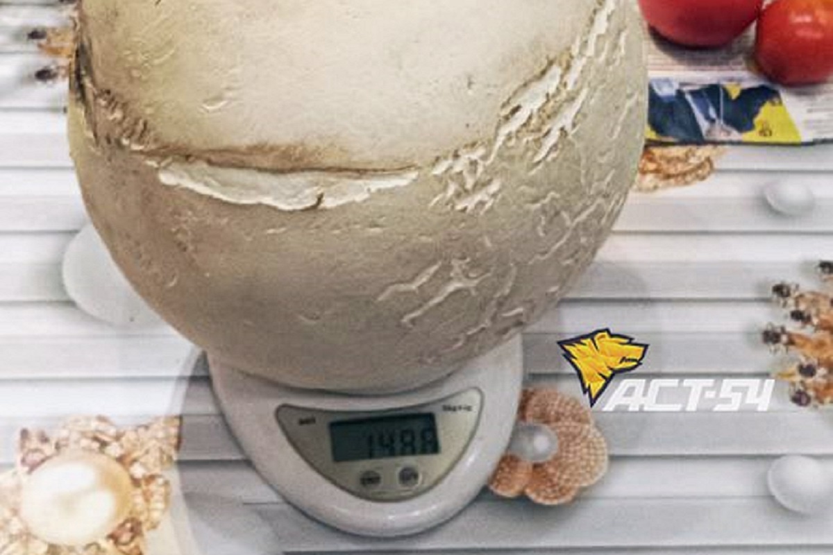    Фото: АСТ-54 Black, источник: t.me/teleact54