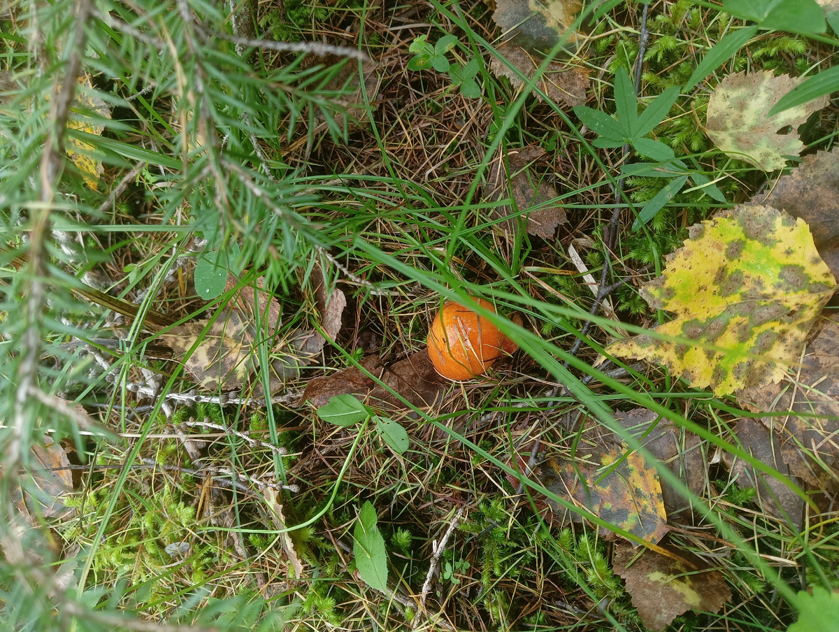 Не знаю что за чудо 