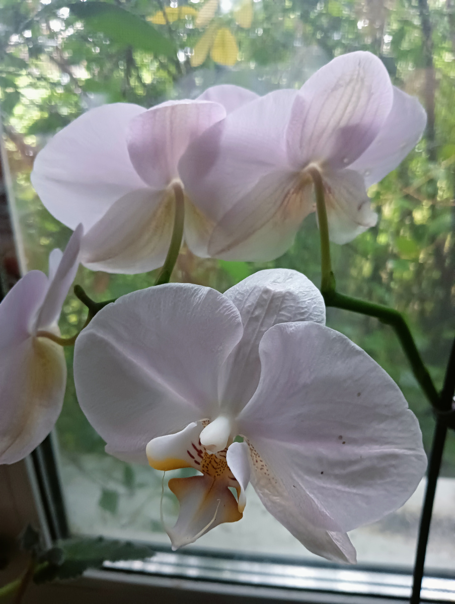 Мои любимые орхидеи, радуют .