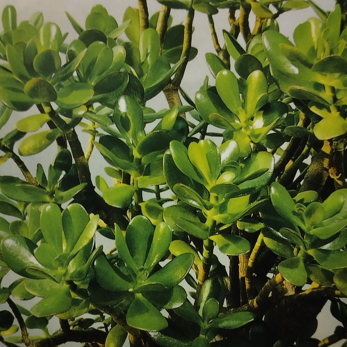 Крассула Древовидная. Иллюстрация из книги по комнатному цветоводству, автор Ярослав Рак.