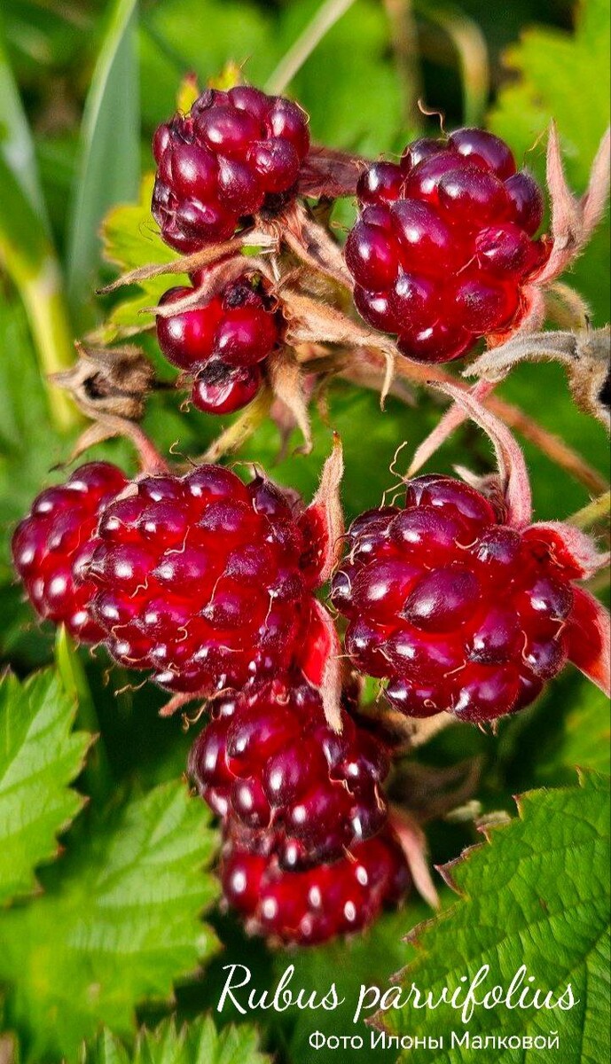 Малина мелколистная (трехлистная) 