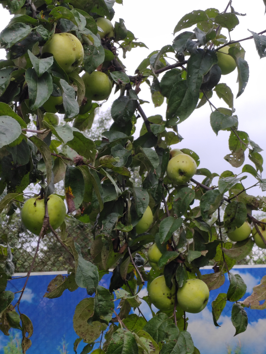 Яблоки огонь