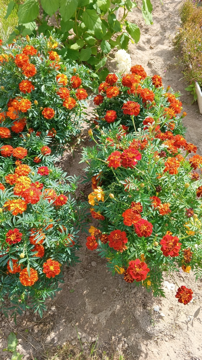 фото автора: бархатцы на даче