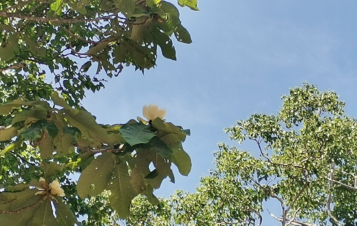 Цветок магнолии