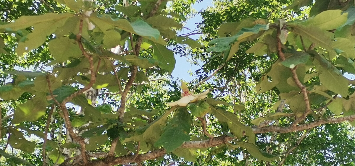 Цветок магнолии