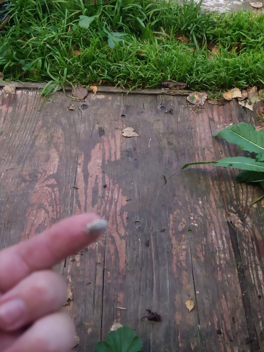 Странное насекомое,вот такое маленькое