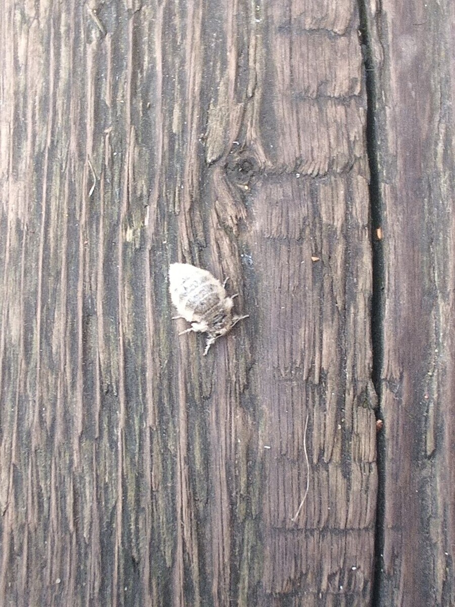 Позирует на пороге