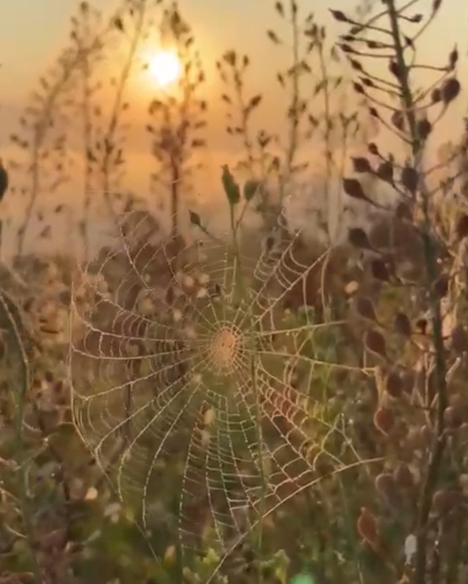 Паутина жизни. Фото Сунгатуллиной Д.