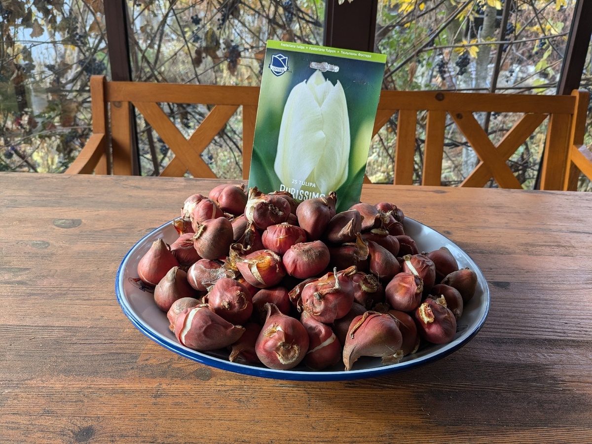 Сто луковиц тюльпанов одного сорта