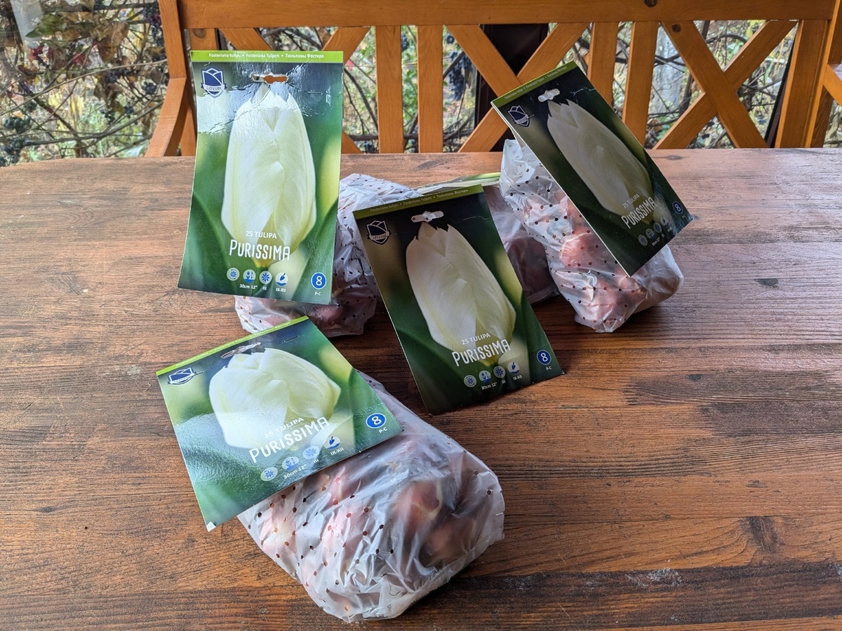 Наступило время, когда я начала сажать в саду массивы тюльпанов одного сорта