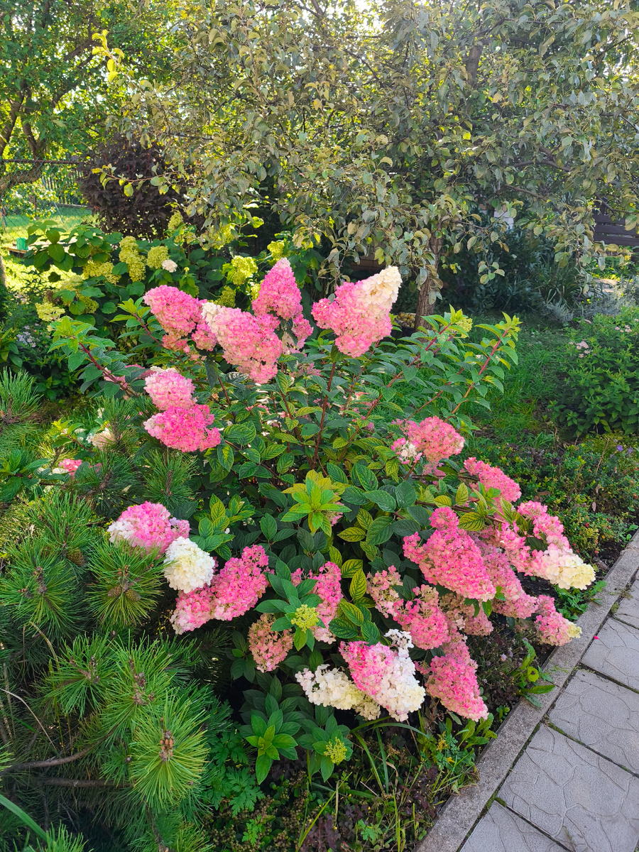 Гортензия метельчатая Сандей Фрейз 