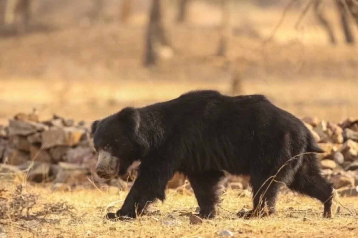    В Братске застрелили медведя, вышедшего к людям