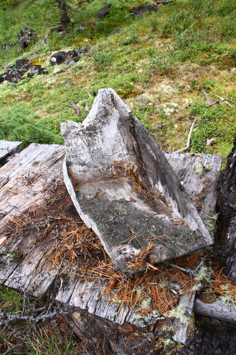 Истлевший промывочный лоток старателей Хонченского прииска