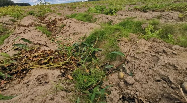    Фото: Лукьянов Дмитрий, AgroXXI.ru