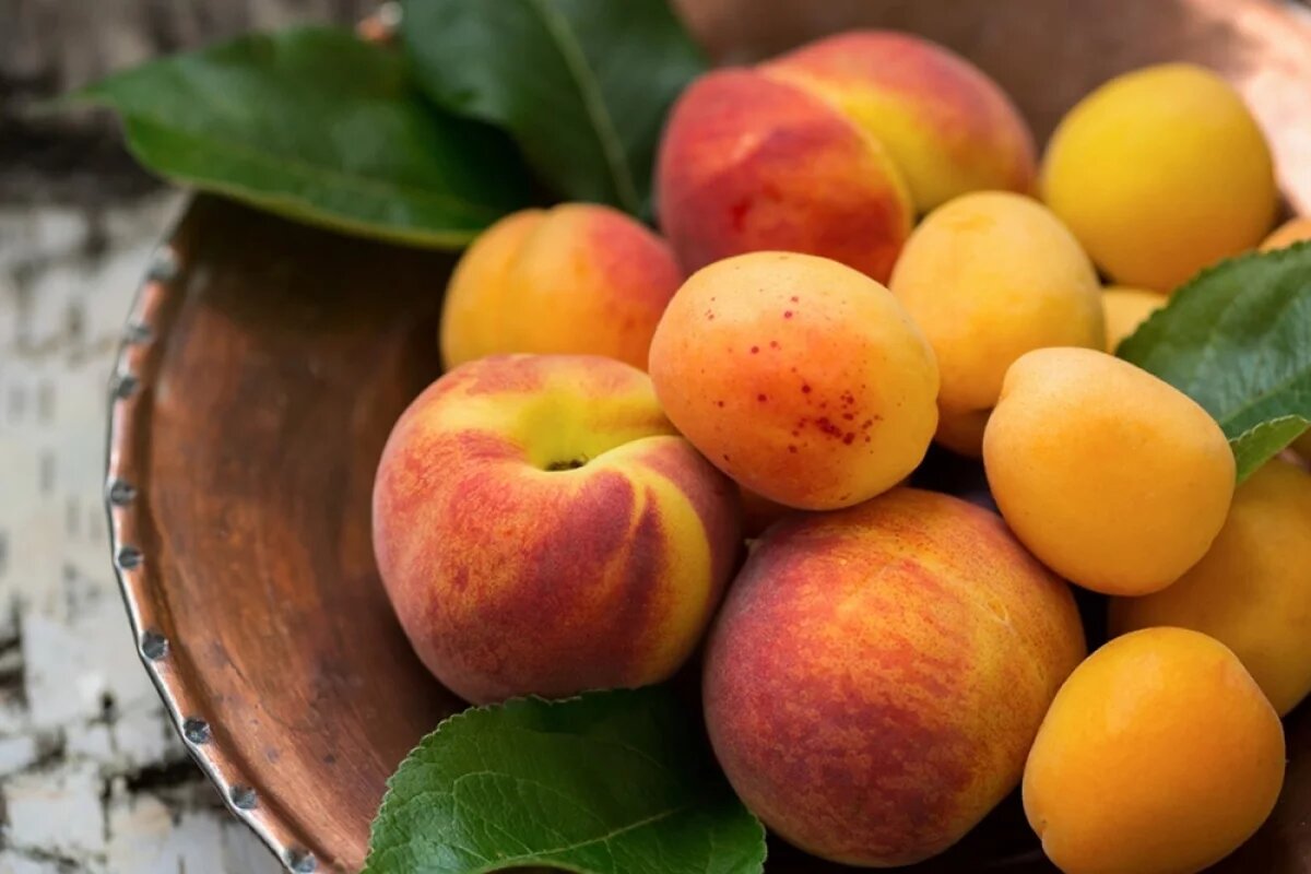    На Камчатке в персиках из Киргизии обнаружена калифорнийская щитовка