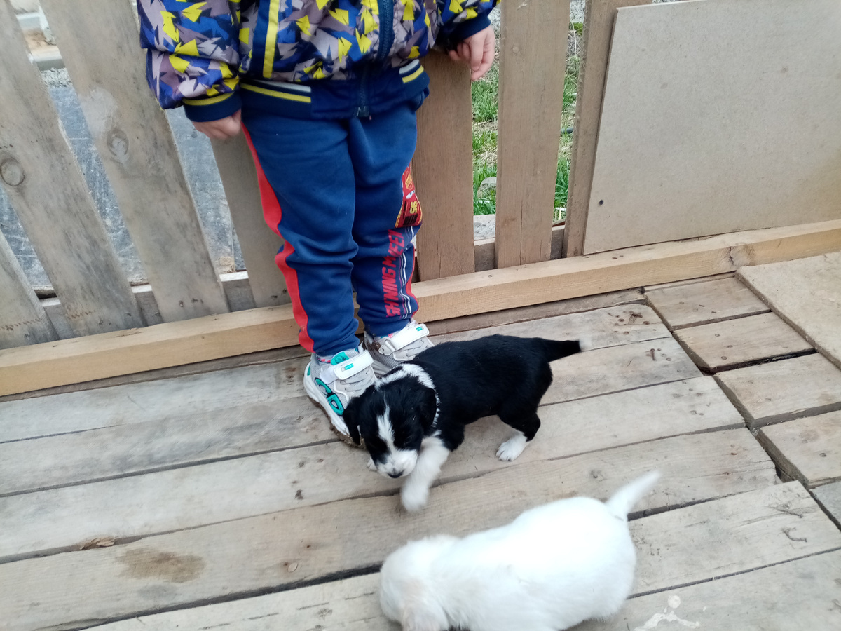 А это маленькая Веста