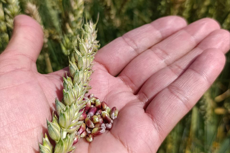    «Наши сорта перестали развивать, потому что шли по простому пути — закупали готовое. Сейчас российская селекция восстанавливается»