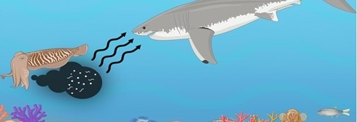 Акула как-будто: "Фуу, навонял!" Изображение из научной статьи - https://academic.oup.com/g3journal/article/15/3/jkaf001/7945770?login=false