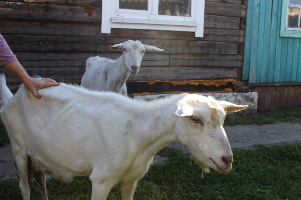     Семь куриц и двух коз украли двое подростков в Красноярском крае