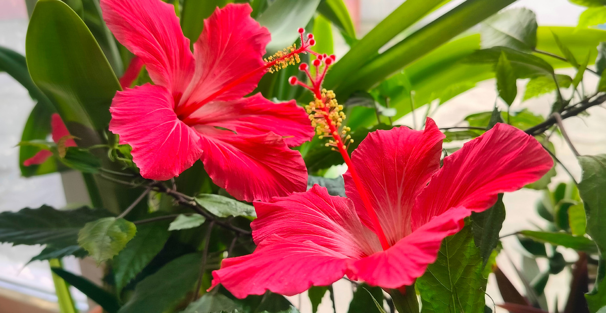 И пенье птиц, и аромат цветов, и неба купол звездный — Все, что упущено когда-то, Пронзает душу слишком поздно! Томас Гарди. Праздношатающийся 