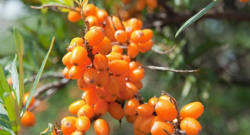 Кладезь витамина С! Топ-5 простых способов заготовить облепиху на зиму