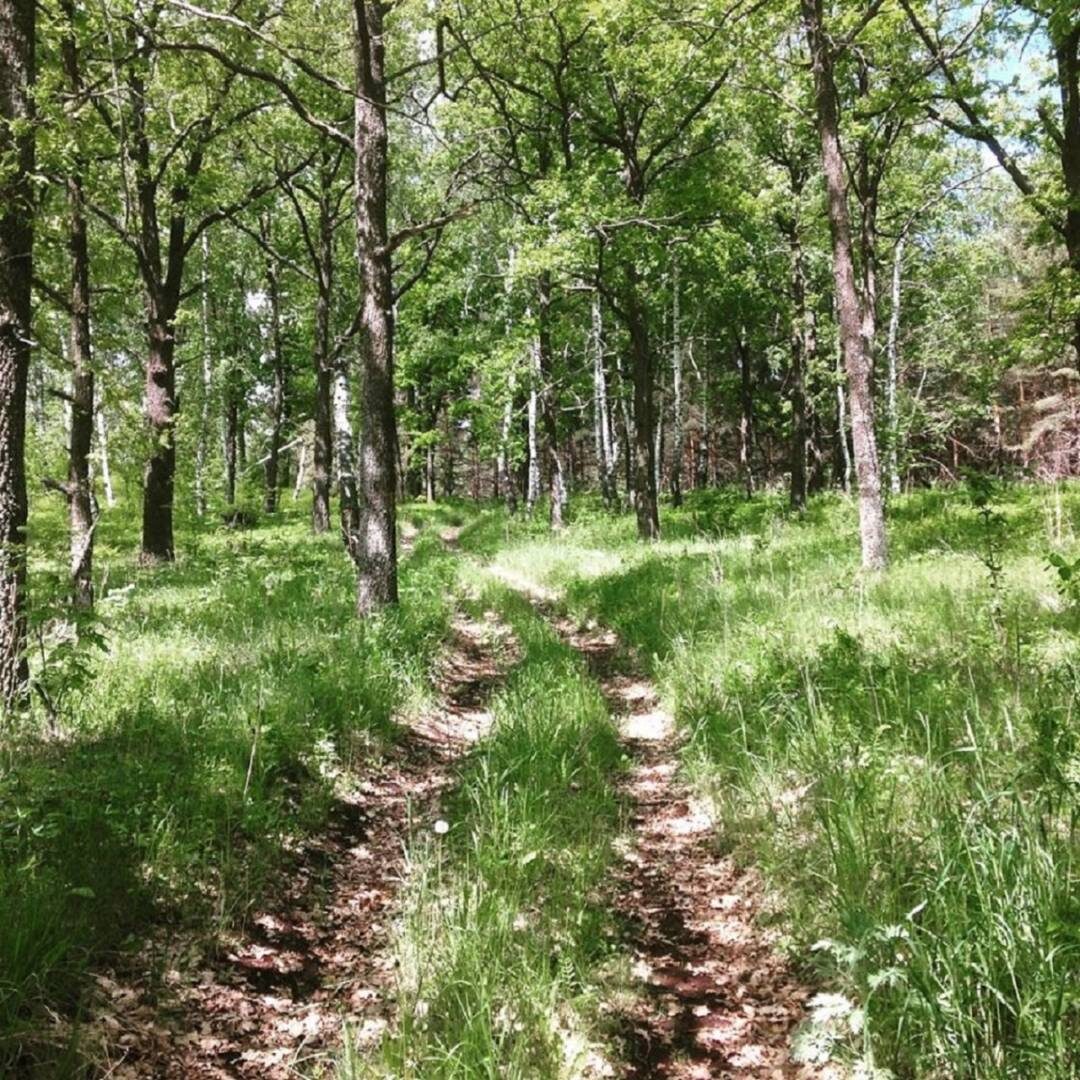    На "Земле Санниковой" поговорят о пользе "лесных купаний"