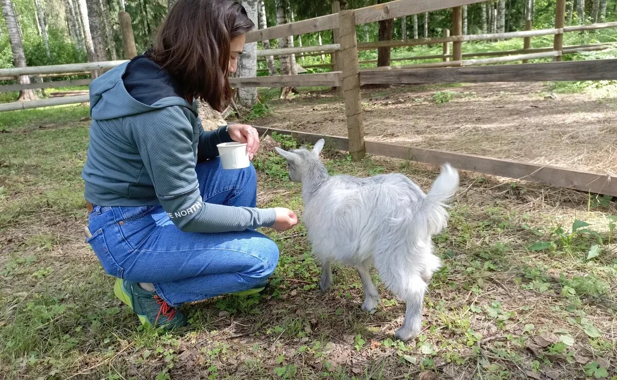    Россиянам станет проще найти ферму для туристической поездки